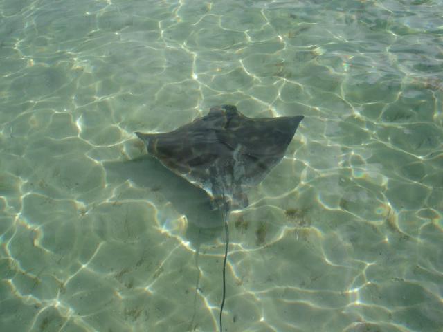 Walpole Eagle Ray Walpole Eagle Ray